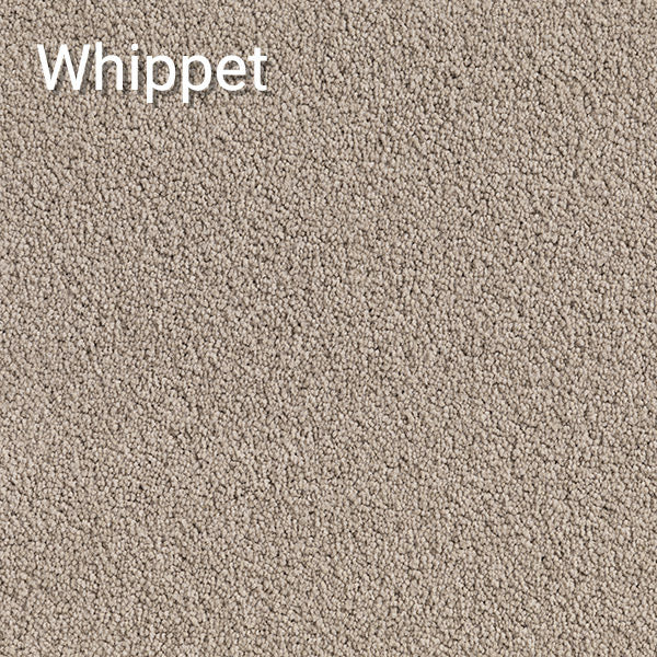 Whippet carpet